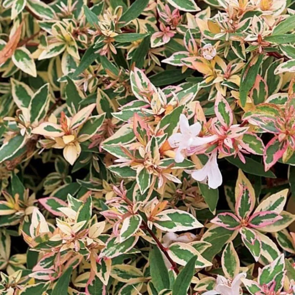 Abelia Mardi Gras (5.0L)