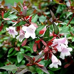 Abelia Edward Goucher (2.0L)
