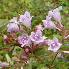 Abelia schumannii (0.5L)
