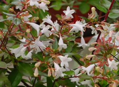 Abelia Snowtime (1.0L)