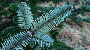 Abies fargesii (1.0L)