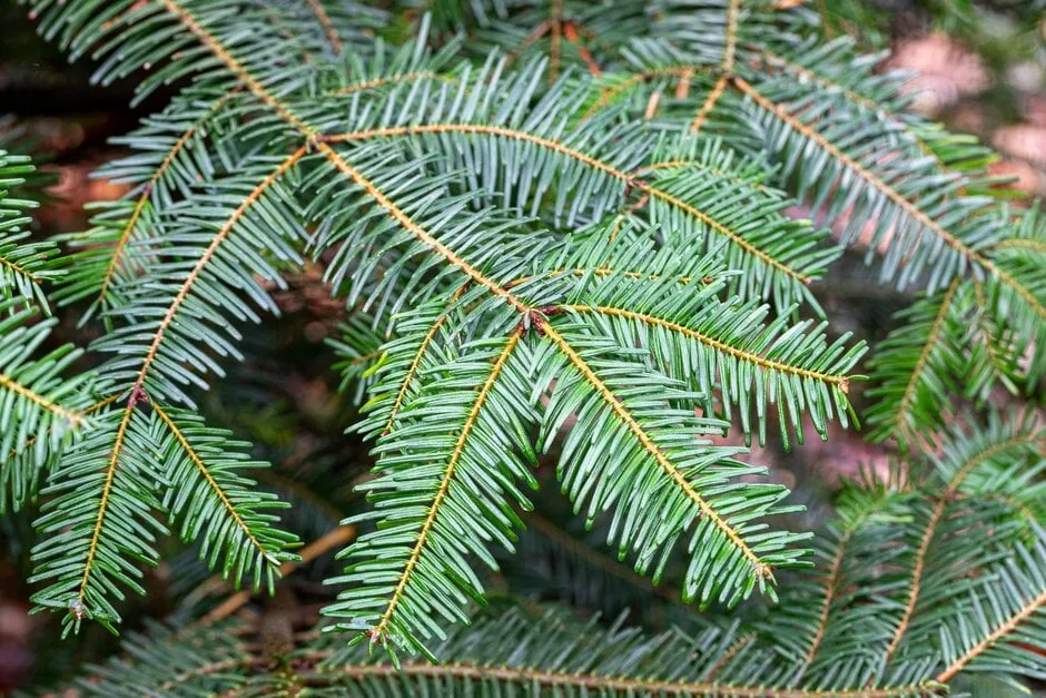 Abies grandis (1.0L)