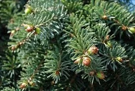 Abies nordmanniana (0.5L)