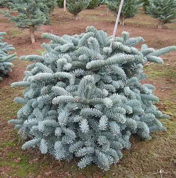 Abies procera (2.0L)
