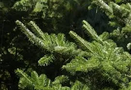 Abies veitchii (0.5L)
