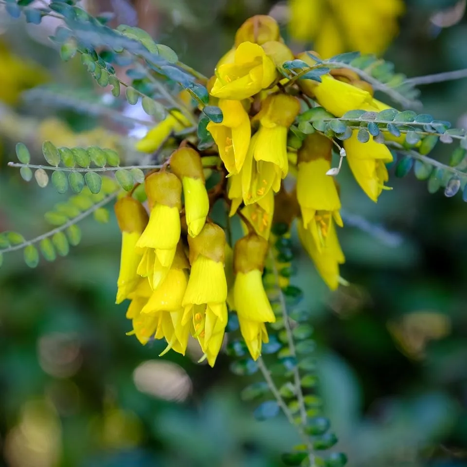 Sophora microphylla (Test) (2.5L)